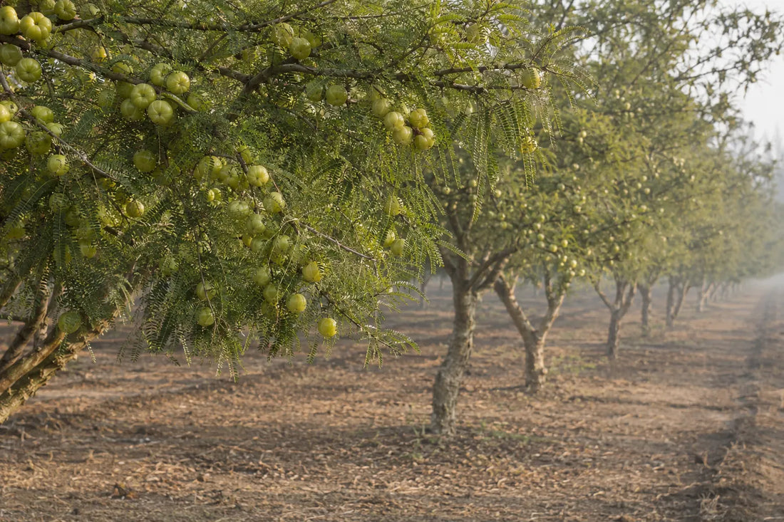 Amla Orchard in Pratapgarh