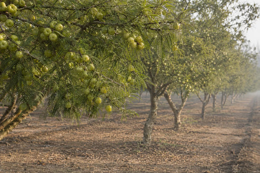 Amla Orchard in Pratapgarh