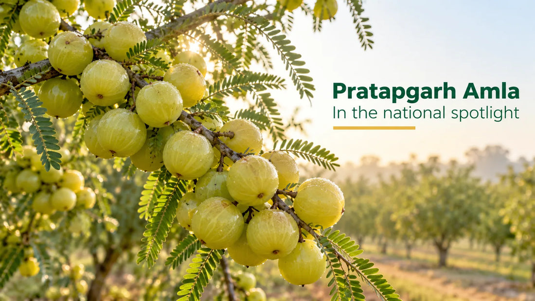 Amla branch heavy with fruit in an orchard at the start of harvest